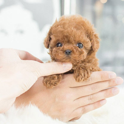 FluffBuddy™ | Bevæger sig som en hundehvalp, batteridrevet krammedyr