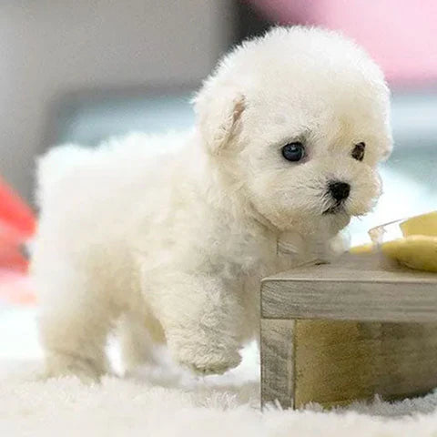 FluffPuppy™ | Den søde hundehvalp uden besvær