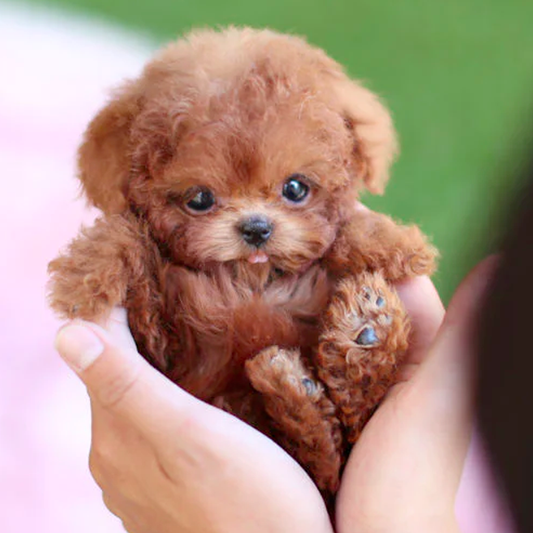 FluffBuddy™ | Bevæger sig som en hundehvalp, batteridrevet krammedyr